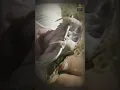 Download Lagu GABOON VIPER, ULAR TANAH BERBISA BERTUBUH PENDEK