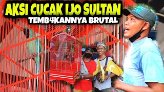 aksi cucak ijo sultan tambah lama tambah jadi ngeroll mr eko anniv mustika logam 2 sultan akbar