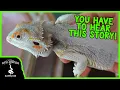 BEARDED DRAGONS AREN T JUST PET REPTILES AND THIS IS WHY