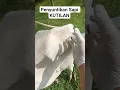 Download Lagu PENYUNTIKAN SAPI KUTILAN.#cow #animals #shorts