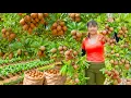 Download Lagu Harvesting Tons of Sapodilla Fruits (Hồng Xiêm) Goes to Market Sell – Growing Spinach