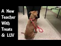 ADOPTED dog Tia a sweet blend