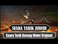 Download Lagu Suara Tarik burung Walet paling jernih (Lintasan) || free swiftlet call sound