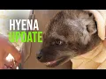 Download Lagu Hyena Cub In ‘Tip-Spot’ Shape