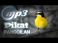 Download Lagu Sikatan Emas‼️,Suara Panggilan Khas Pikat Burung Liar