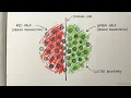 K-Means Clustering Customer Segmentation Project