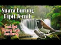 Download Lagu Suara Burung Pipit Jernih Cocok Buat Masteran