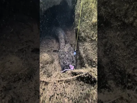 Ada Ikan Channa Hitam Besar Di Depan Goa