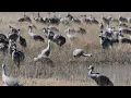 Wildlife Story Sandhill Crane Migration in Monte Vista, CO