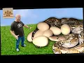 ANGRY Momma Python LAID Eggs