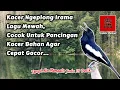 Download Lagu Kacer ngeplong irama lagu mewah, cocok untuk pancingan kacer bahan agar cepat gacor