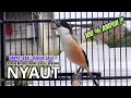 Lagu burung cendet gacor NARUNG JITU untuk PANCINGAN CENDET AGAR BUNYI bikin BURUNG PENTET GACOR EMOSI