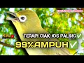 Download Lagu CIAK CIAK JOSS KECIAL KUNING AMPUH||PANCINGAN KECIAL MALAS BUNYI||