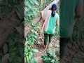 Download Lagu Mandi di sungai bening pedalaman Kalimantan