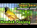 Download Lagu PANCINGAN SOGON GACOR NGKLEPER, SUARA BURUNG SOGON BIKIN NGAMUK SOGON TROTOL METALIK EMOSI #111