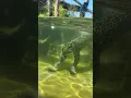 Download Lagu Have you ever seen a Jaguar do this? 👀 #jaguar #swim #jaguars #water #bigcats #underwater