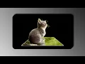 3d popup card using html and css only ProgrammingTT