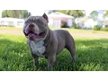 Venom The 500 000 American Bully