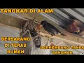 Download Lagu TANPA SANGKAR_BURUNG BEBAS BERKEMBANG BIAK_BERSARANG DI TERAS RUMAH