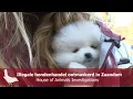 Download Lagu Illegale hondenhandel ontmaskerd in Zaandam - House of Animals