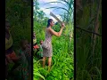 Download Lagu Sugarcane hunting😁
