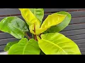 50cm Philodendron Moonlight Rare House Plant Pot 19cm 50cm Height