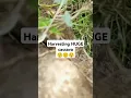 Lagu Harvesting HUGE cassava 😲😲😲 #food #cassavaprocessing #cassava #nature #cassavaroots #cassavaleaves