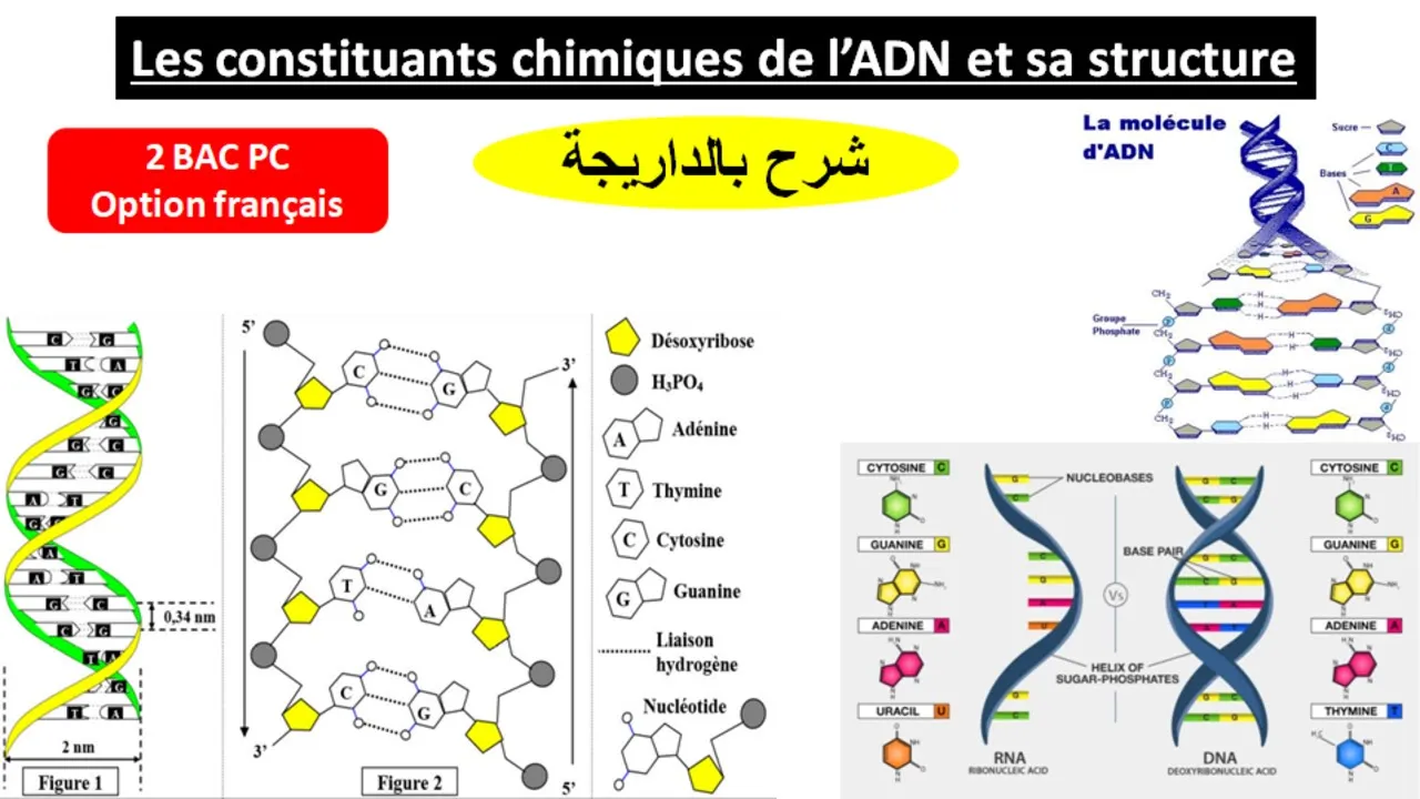 Les constituants chimiques de l'ADN et sa structure 2 bac pc (شرح بالداريجة)