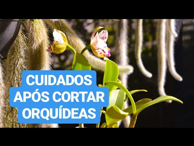 COMO CICATRIZAR ORQUÍDEAS