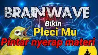 Download mudah ditiru masteran pleci ini bikin pleci mu nembak | masteran gampang ditiru semua jenis pleci MP3