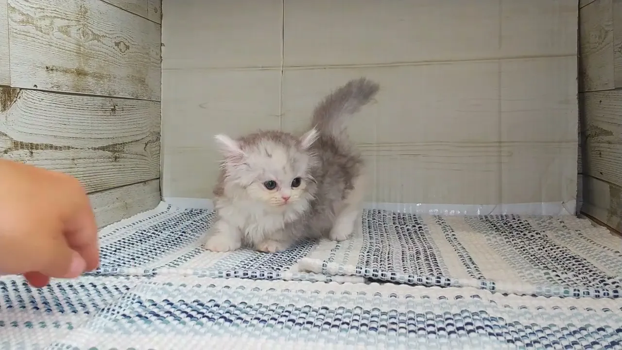 動画