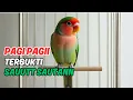 Download Lagu Pancingan \u0026 Masteran Love Bird Premium Terbaik 2025 | Rahasia Cepat Gacor Panjang \u0026 Konslet