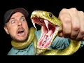 Catching Most Dangerous Animal in Australia