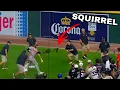 Squirrel Gets on The Field at Orioles vs Tigers Baseball Game