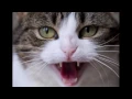 Lagu Crazy cat hissing ringtone