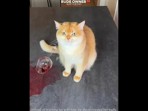 This Cat Just Wanted Some Love 💔🥺 || #shorts #catlovers #petlovers #cute #emotional