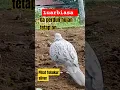 Download Lagu ini baru pikat handal,segala cuaca on #trending #shortvideo #shorts #short #shortsvideo