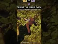 Download Lagu PVP 2 OPPS DOWN #rdrpvp #reddeadonline #gameplay #rdo #rdo2 #sniper #reddeadredemption2