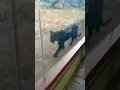 Bagheera ll Black Panther ll ll Jai Mata Di