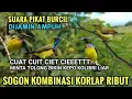 Download Lagu Suara pikat sogon kombinasi korlap#pikatburung (Mp3 pikat ampuh)