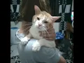 my lovable cat