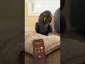 Download Lagu Burung Beo Ini Berbicara dengan AI 😳 #shorts