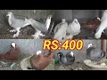 Lagu Fancy pigeon collection 😍 and All Kabutar sale || Contact: 9153735092 || Kabutar love