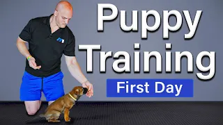 How Working Puppies Start Training