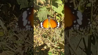 Love Winter Butterfly Shortsfeed Flowers Music Nature Trendingshorts Garden Viralshorts Viralvideos 