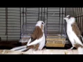 Download Lagu Burung Finch Society bernyanyi dengan hebat! ~ Bagian 1