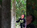 Download Lagu Waktunya pantau sarang burung di pohon nangka, Ngebolang #18 #jejakbudakabrag