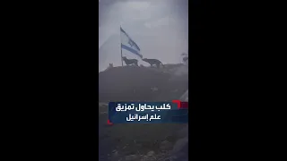 فيديو متداول يظهر كلبا يحاول تمزيق علم إسرائيل في قرية المنية جنوب بيت لحم دندنها