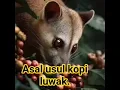 Lagu asal usul kopi Luwak.