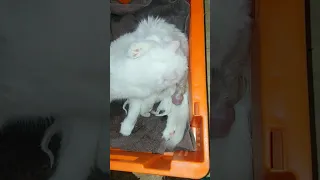 لحظة ولادة القطة بتاعتى لووولى Shorts 